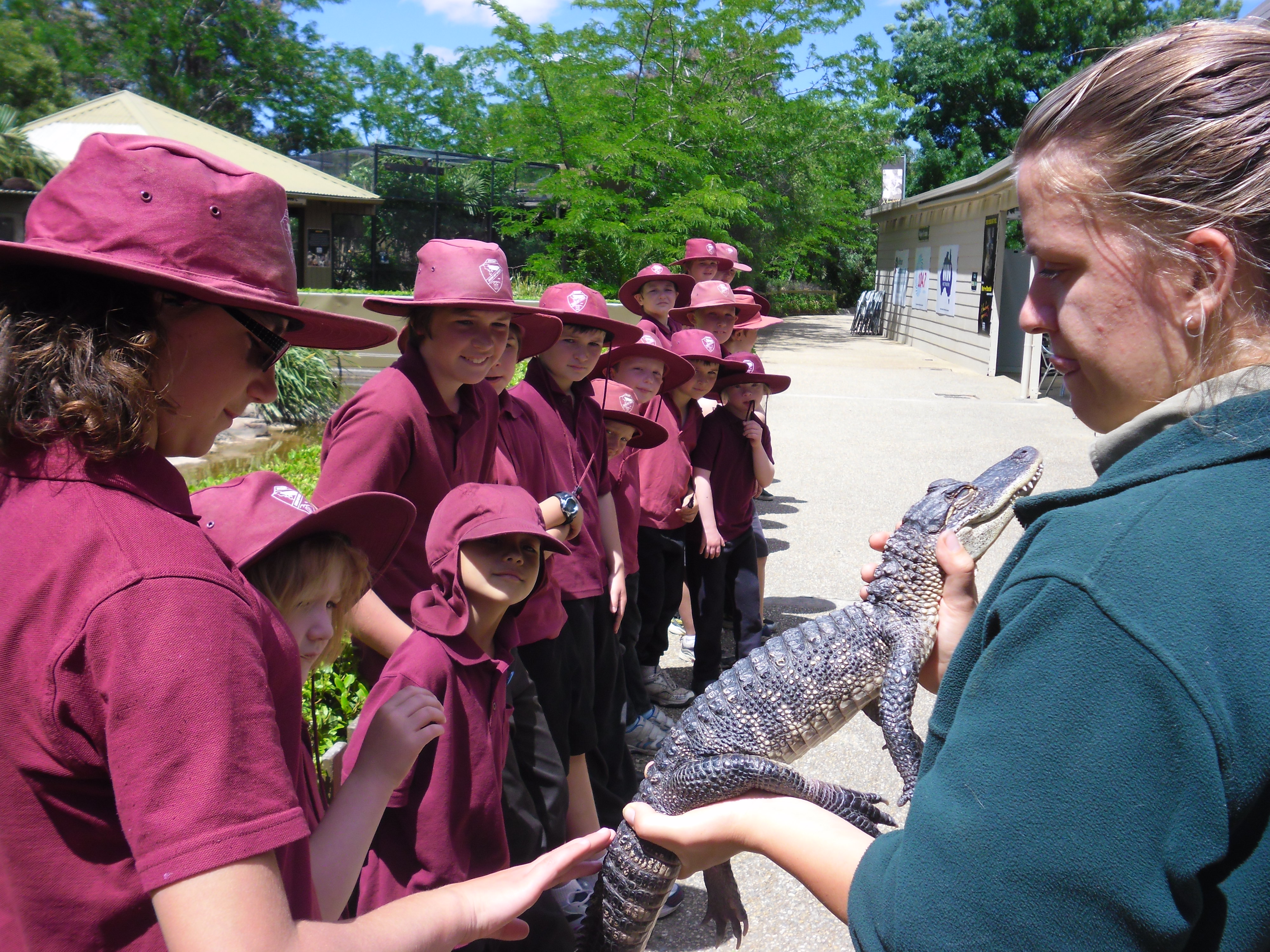 Patting the american alligator
