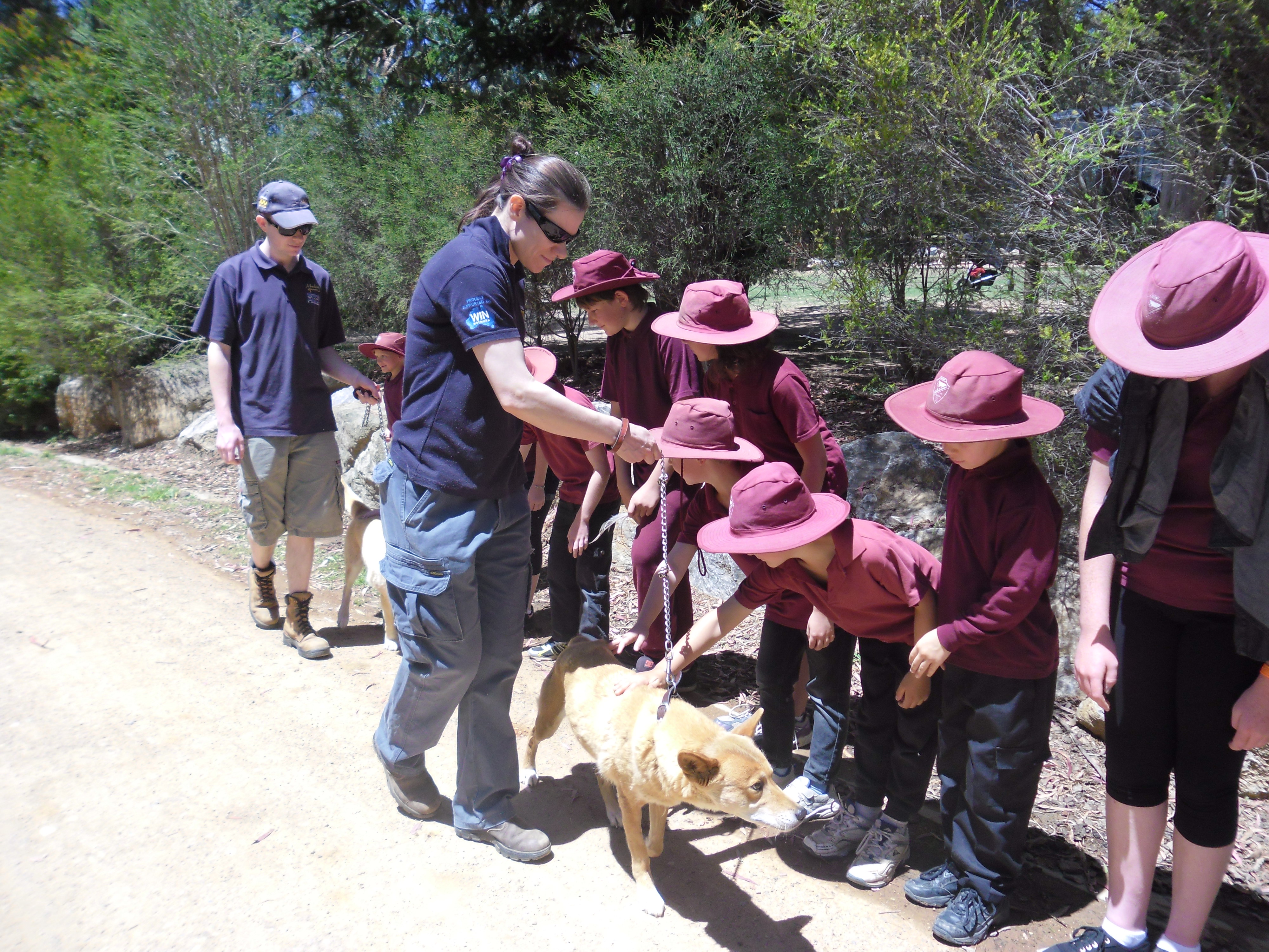 Dingos